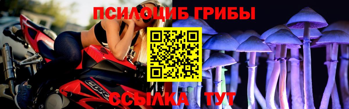 Элиста  Галлюциногенные грибы мицелий  купить закладку  Вход с VPN  Галлюциногенные грибы GOLDEN TEACHER 